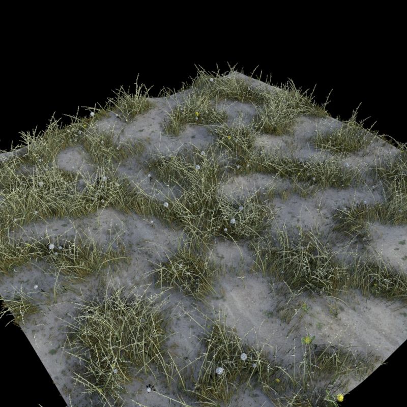 grass2